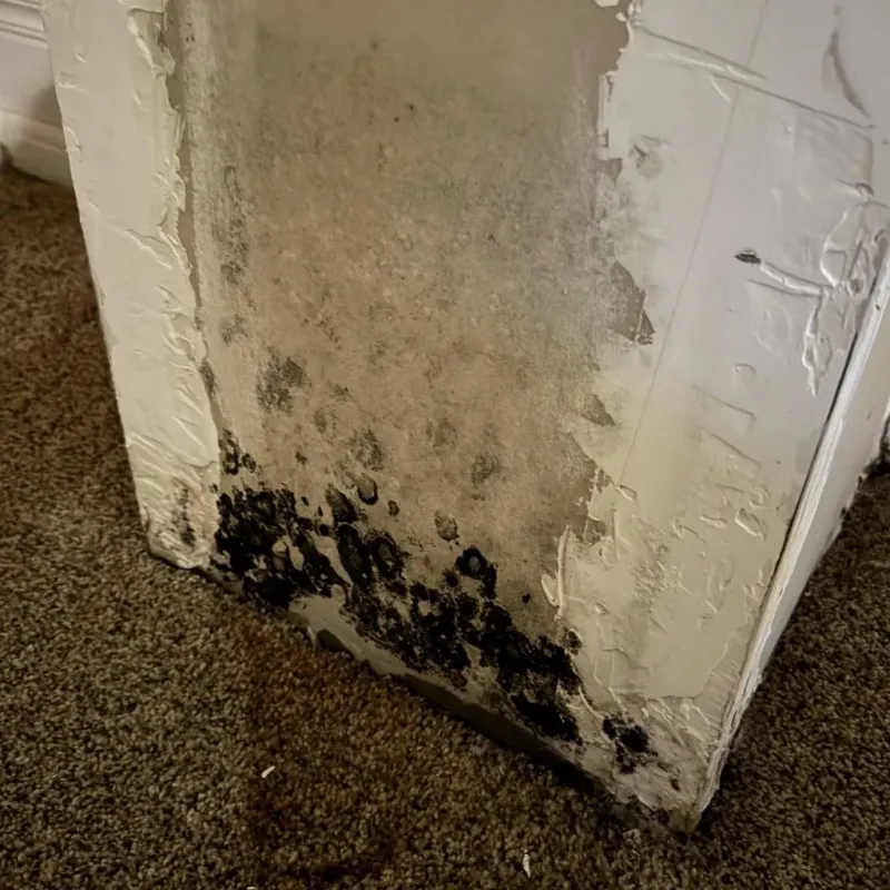 Professional Mold Removal in New London, WI
